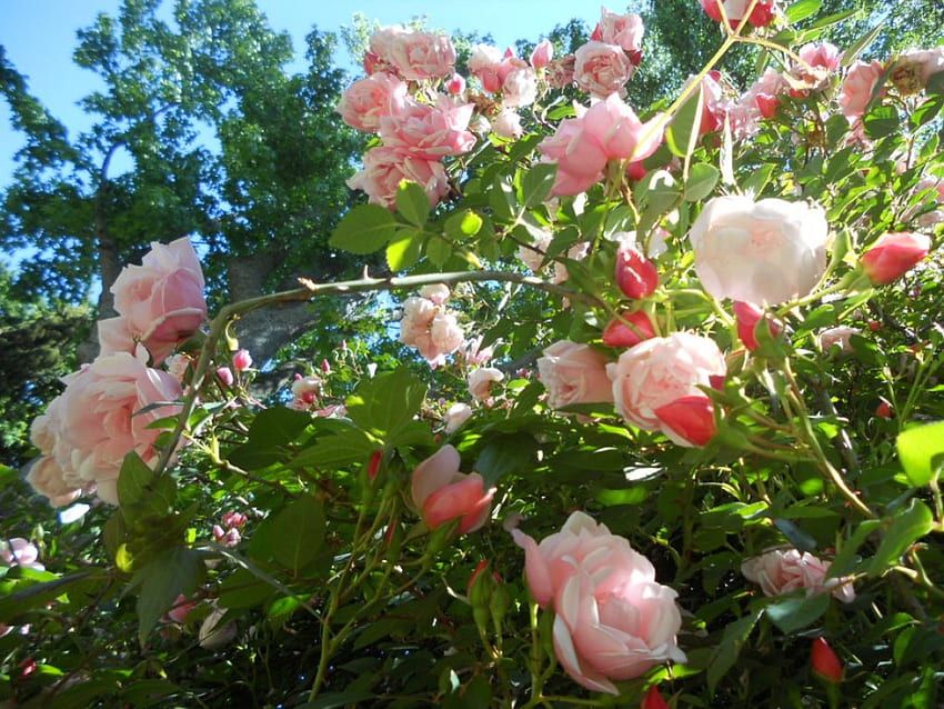 TAMAN ROSE, taman, merah muda, musim semi, mawar, tanaman, bunga Wallpaper HD