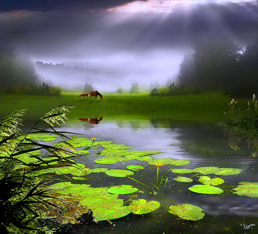 Lily pond visitors, plants, wild, horses, sunrays, , cloudy sky, water, lily pond, grazing HD wallpaper