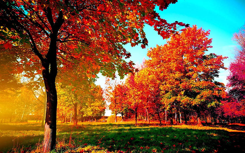 Autumn Examples for Your Background, Autumn Camping HD wallpaper