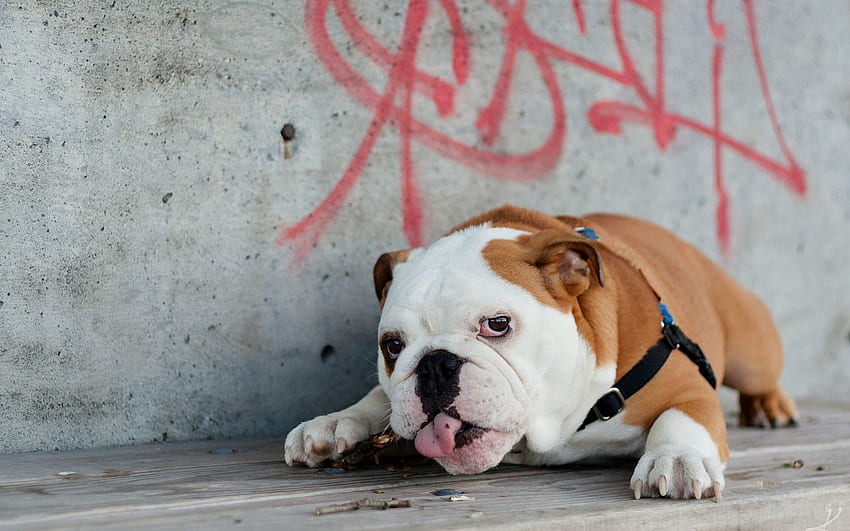 Animals, Lies, Dog, Fat, Thick, Language, Tongue, English Bulldog HD wallpaper