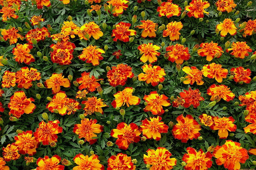 Flowers, Bright, Greens, Flower Bed, Flowerbed, Velvet, Barhotki HD wallpaper