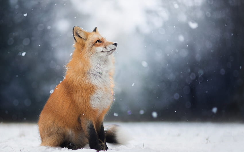 Fox, winter, blue, animal, white, snow, red, vulpe HD wallpaper