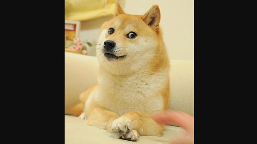 Pies Shiba Inu z memu doża kończy 16 lat, post z okazji święta staje się wirusowy. Popularny, Doggo Meme Tapeta HD