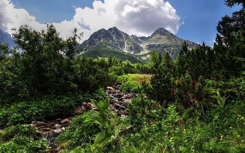 Natur, Steine, Berge, Vegetation, Dschungel HD-Hintergrundbild