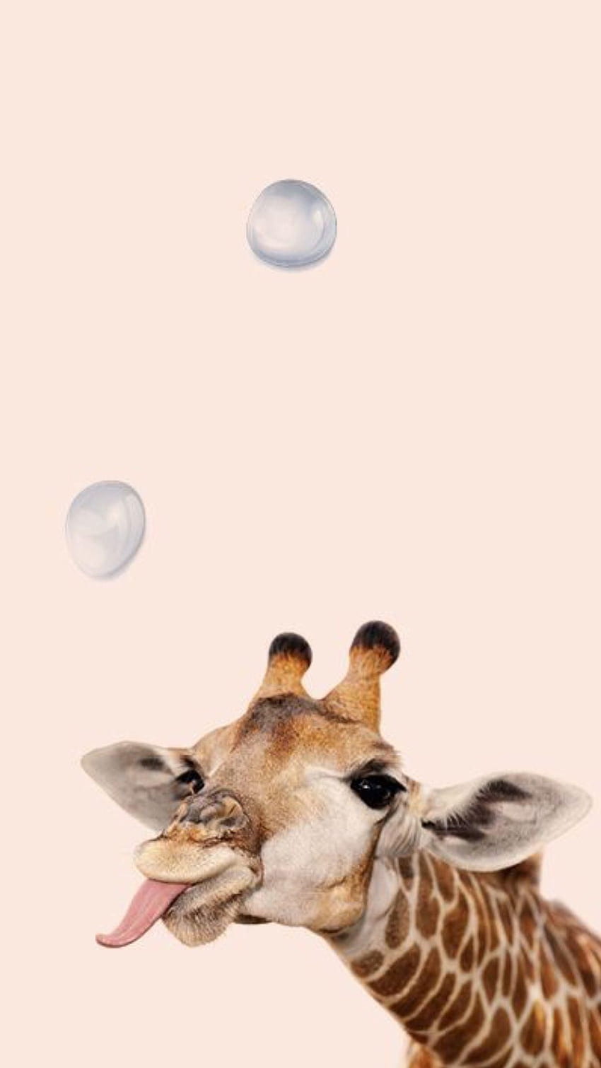 Giraffe giraffe cute HD phone wallpaper  Peakpx