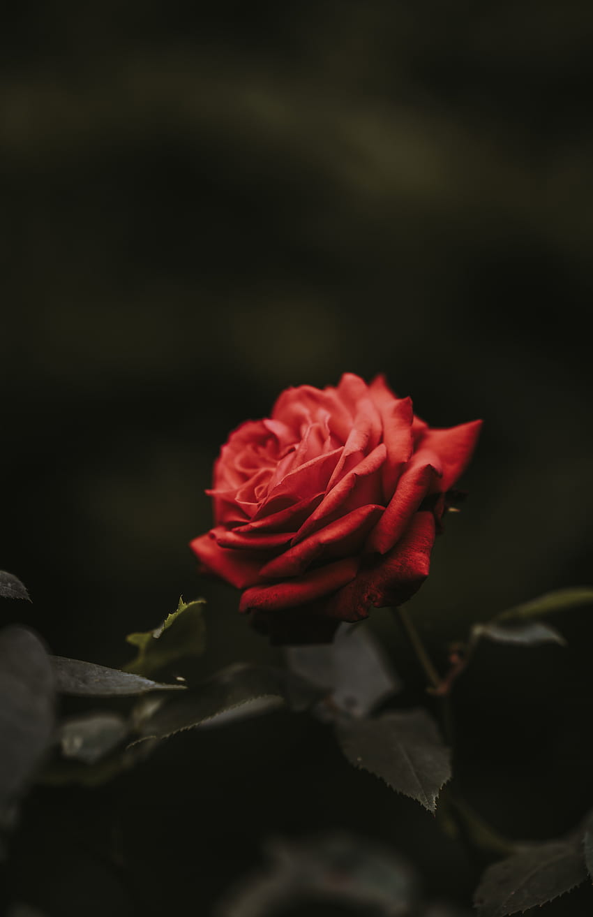 Flowers, Flower, Rose Flower, Rose, Bud, Blur, Smooth HD phone wallpaper