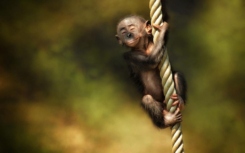 Pequeño mono lindo animal fondo de pantalla