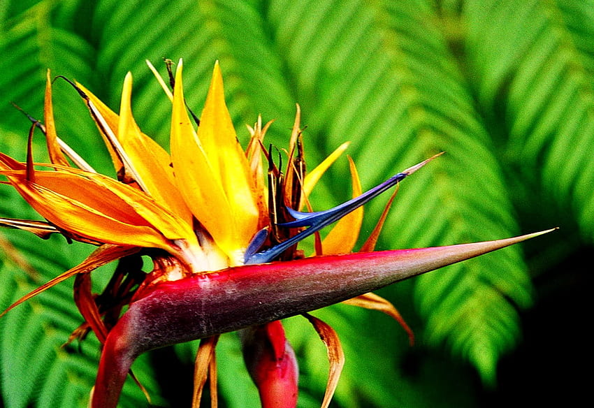 Strelitzia, fleurs, fond d'oiseau de paradis., Heliconia Fond d'écran HD