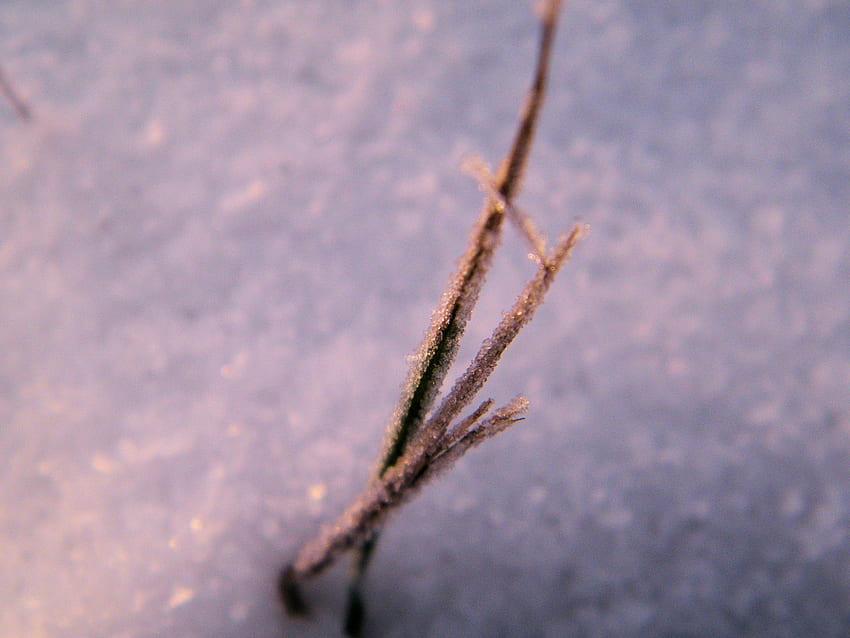 трева, зима, макро, сняг HD тапет