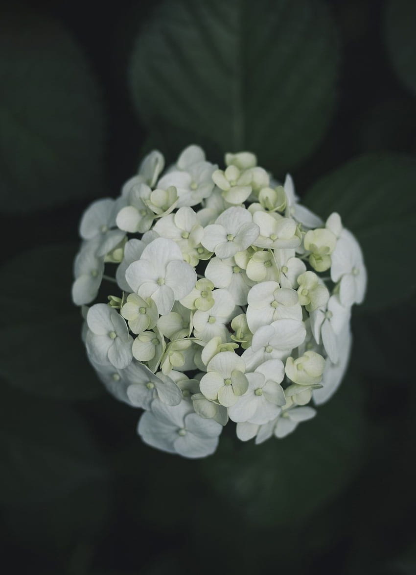 White Hydrangeas HD phone wallpaper | Pxfuel