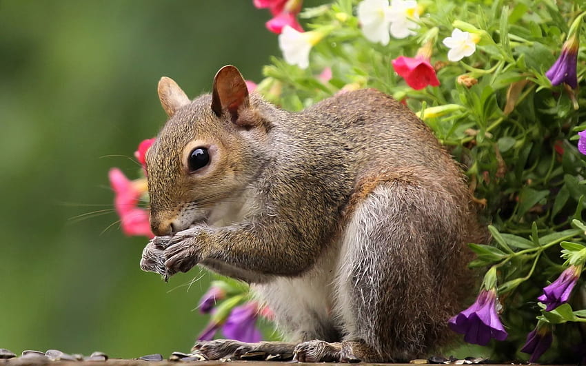 Animals, Squirrel, Flowers, Food, Tail HD wallpaper