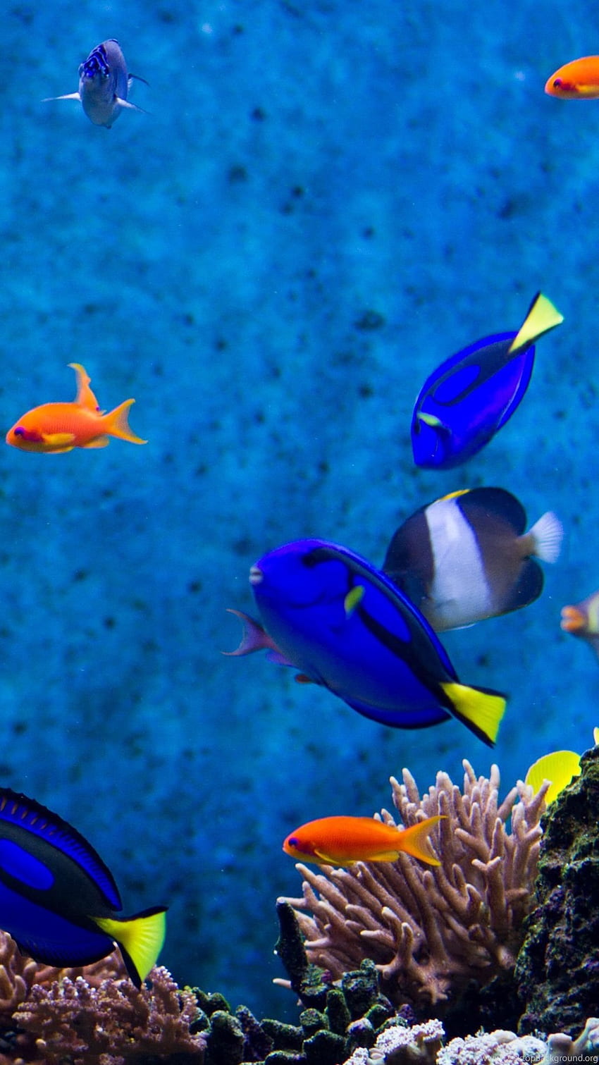 Aquarienfische - Ultra Aquarium - - HD-Handy-Hintergrundbild