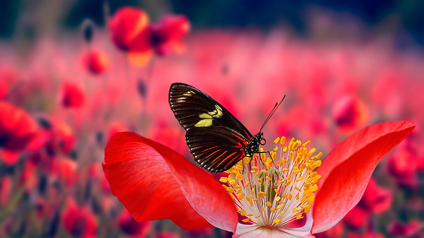 흐림 붉은 양귀비 꽃 필드 배경 나비에 꽃 필라멘트에 노란색 검은 선 나비 HD 월페이퍼