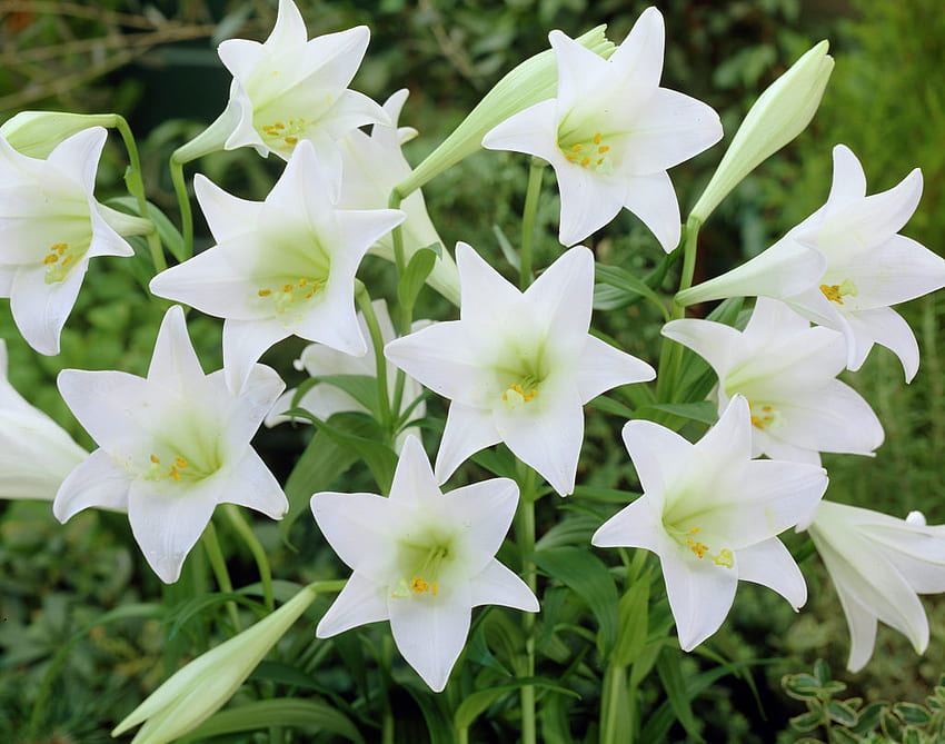 อีสเตอร์ลิลลี่ • Lilium longiflorum • ลิลลี่ • พืชและดอกไม้ วอลล์เปเปอร์ HD