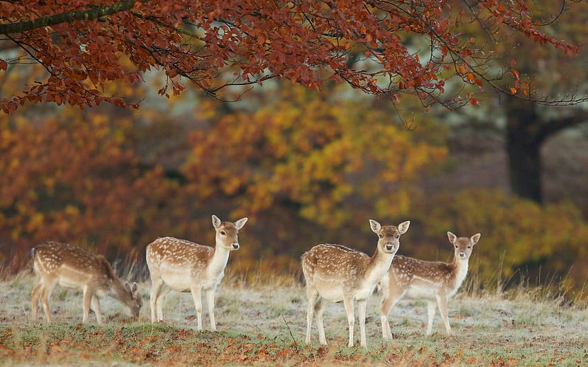 Animals, Nature, Autumn, Leaves, Deers HD wallpaper