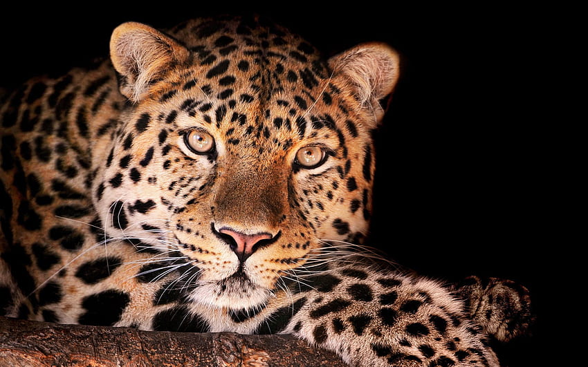 Leopardo das Neves Desenhado, Bebê Leopardo das Neves papel de parede HD