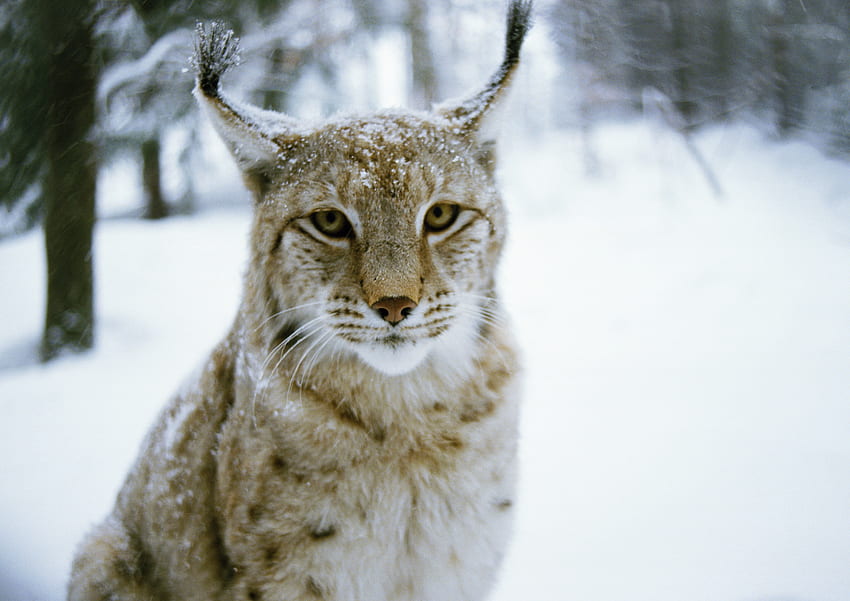 Tiere, Winter, Iris, Wald, Katze, Raubtier HD-Hintergrundbild