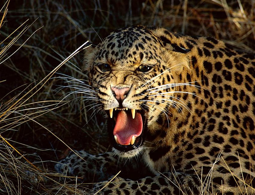 Spotted fury, teeth, white, black, growl, spots, brown, leopard, pretty, fans, angry, hiding, forest HD wallpaper