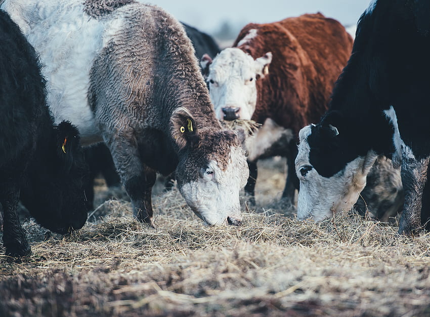 Animals, Cows, Pasture, Bulls HD wallpaper