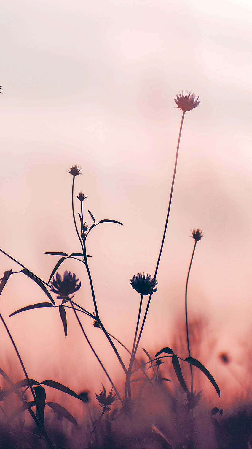 iphone 6 。 花, 自然, 秋, ロマンチック, 古い, ピンク, ピンク, 植物 HD電話の壁紙