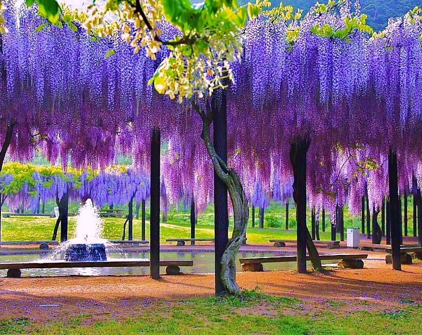 Cascades in the park, purple, wisteria, lavender, fountain, trees, cascades, park HD wallpaper