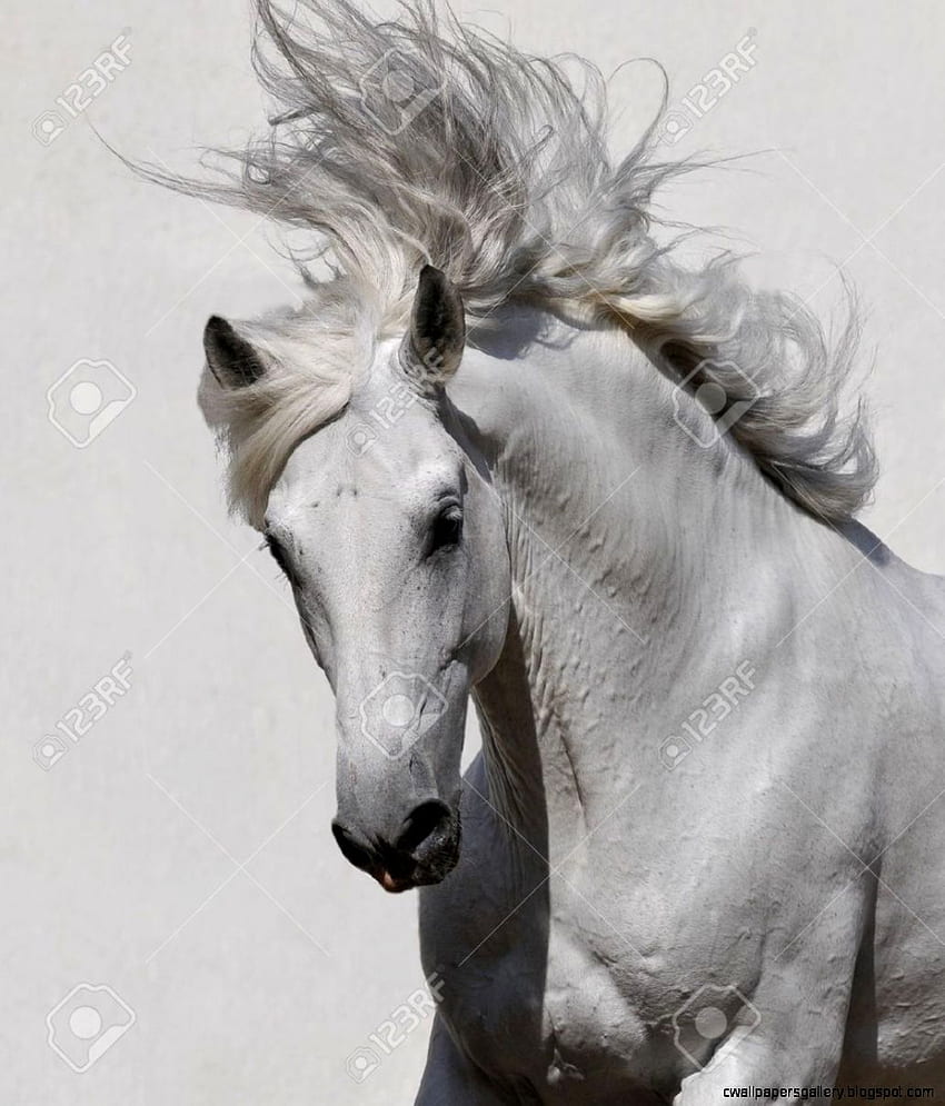 Cabeça de cavalo árabe branco. Galeria. árabe branco Papel de parede de celular HD