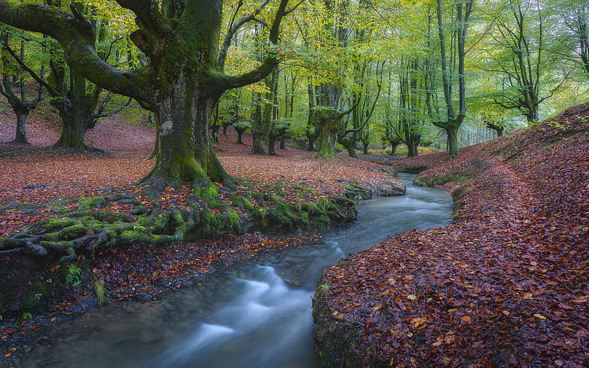 Strumień w Kraju Basków Hiszpania, drzewa, Hiszpania, Kraj Basków, strumień Tapeta HD