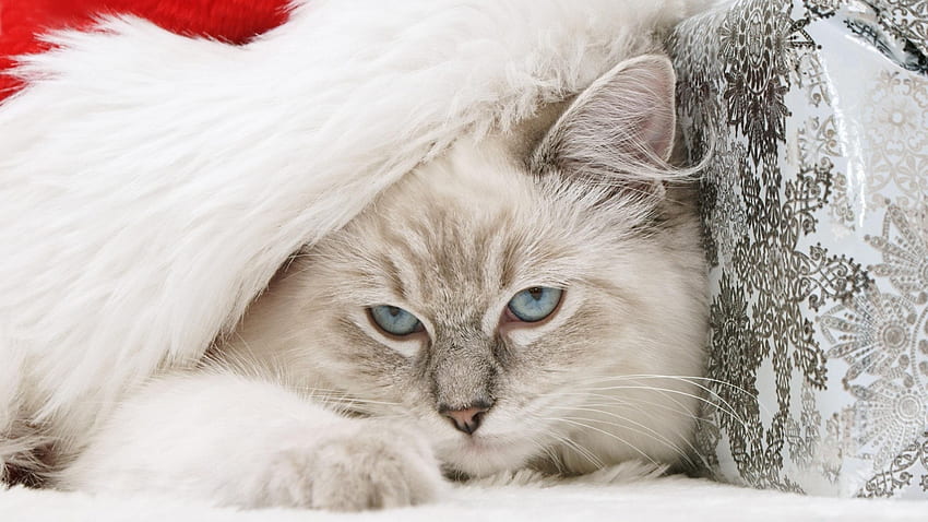 Lovely Kitty, animal, white, blue eyes, kitty, cat HD wallpaper