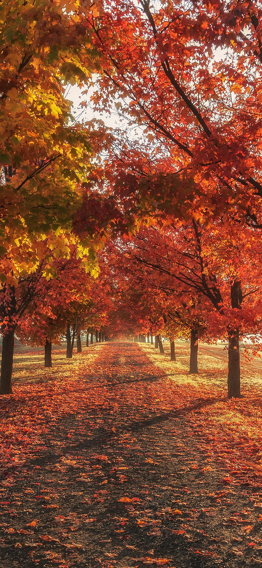 Есенни есенни дървета iPhone XS MAX HD тапет за телефон