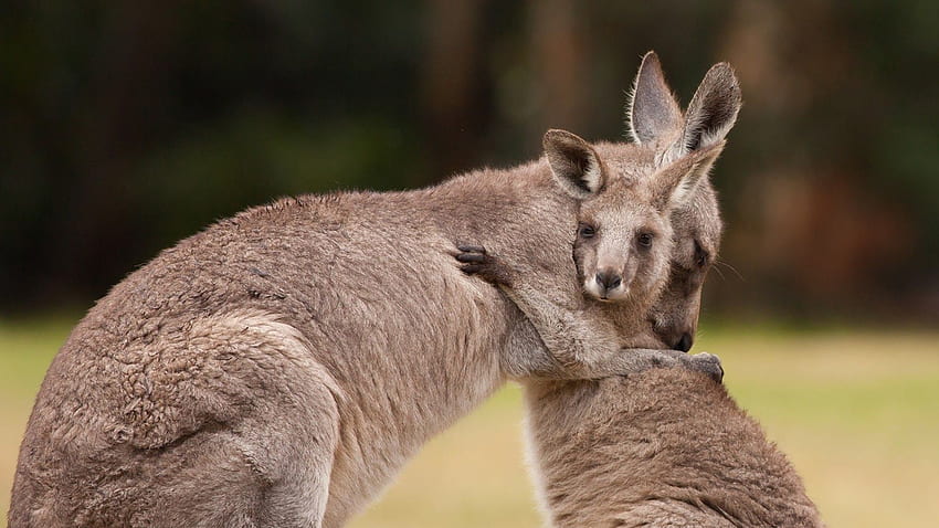 Mãe e bebê cangurus se abraçando. Canguru, mãe e bebê papel de parede HD