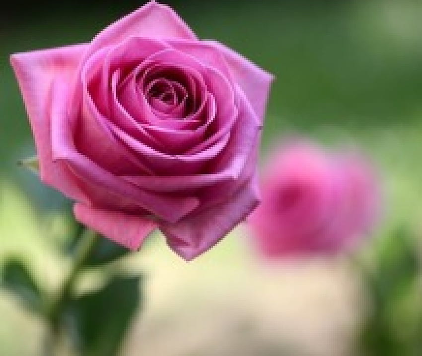 Purpurowe róże, fiolet, róże, natura, kwiaty, makro Tapeta HD