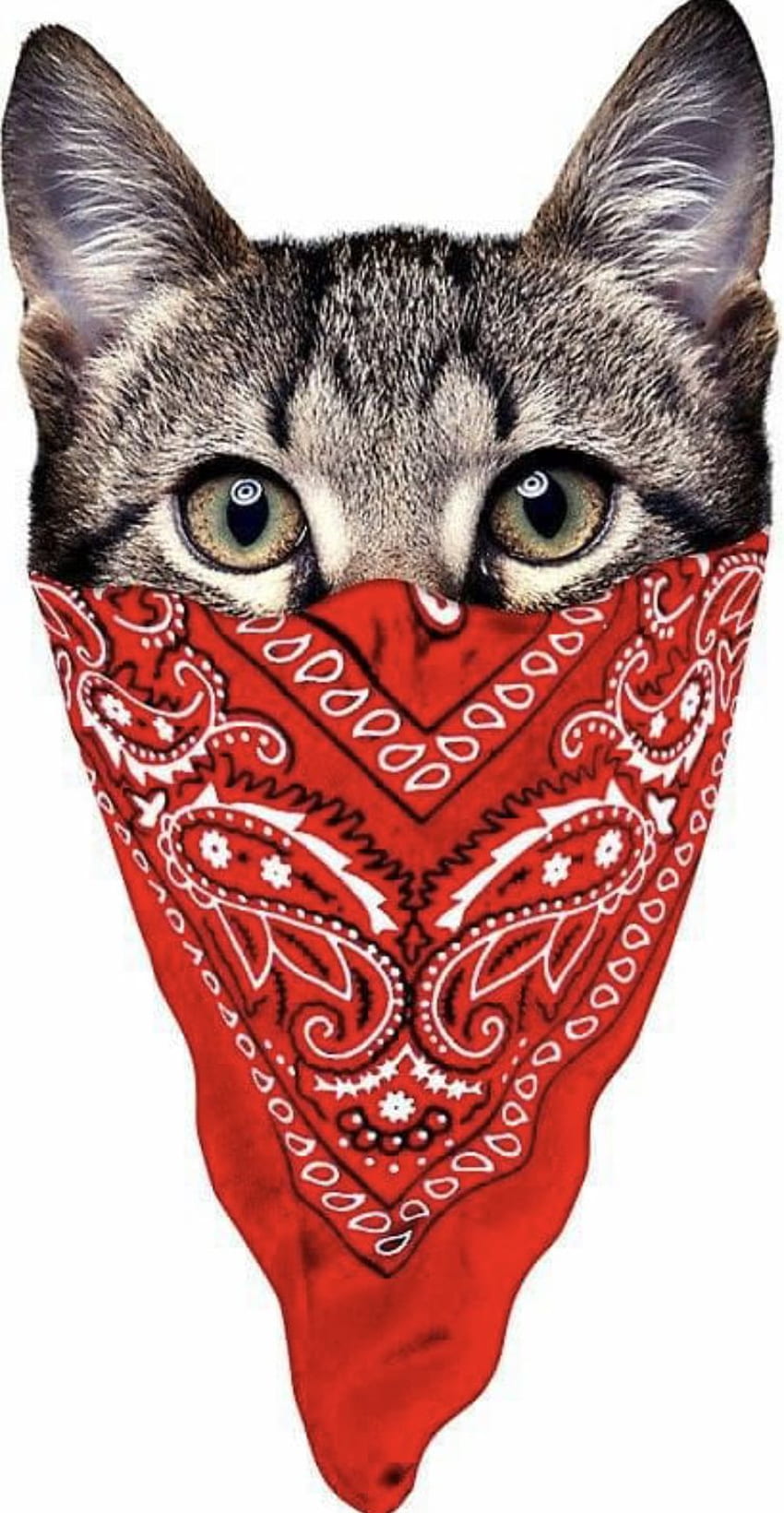 C. M Toledo on KITTY - KATS. 猫のステッカー, キャットアートのイラスト, キャットアート, ギャングスターキャット HD電話の壁紙