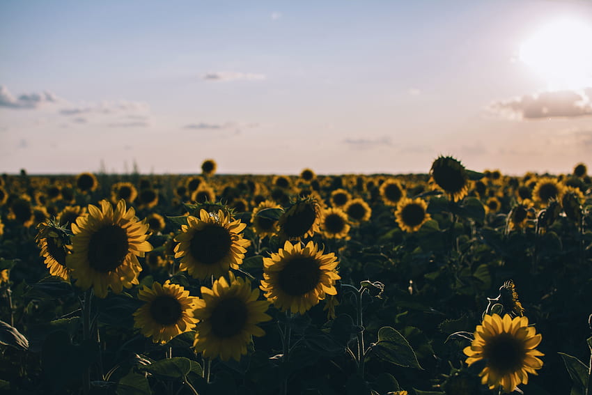 Nature, Sunflowers, Field, Evening HD wallpaper