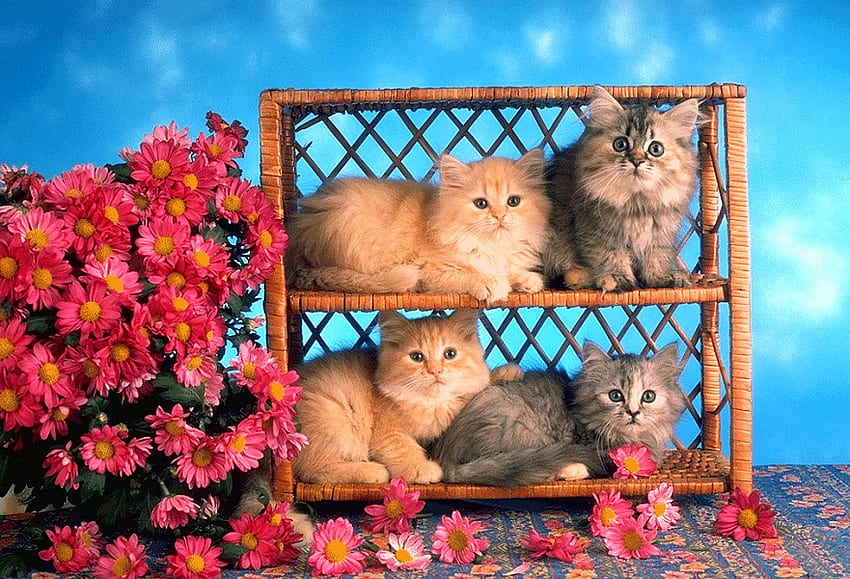 4 güzel kedi, doğa, bitkiler, yaban hayatı, daha fazla çiçek HD duvar kağıdı