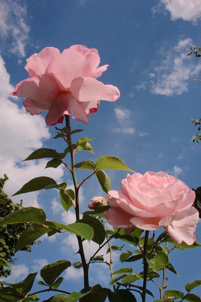 L'OFFRE SE TERMINE BIENTÔT => Cet article pour apprendre les techniques de survie près de chez moi a l'air tout à fait incroyable, je dois le faire. Roses esthétiques, Esthétique florale, Belles fleurs, Rose bleue et rose Fond d'écran de téléphone HD