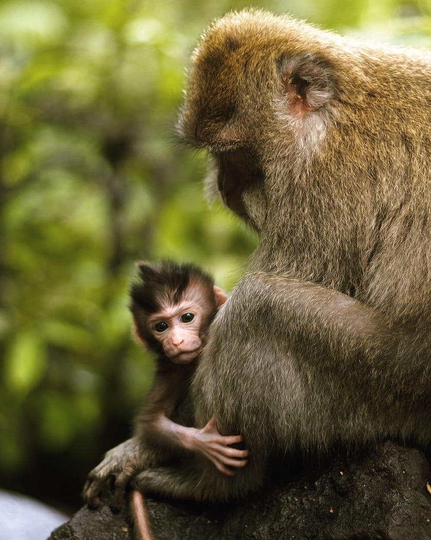 Macaco engraçado e fofo Papel de parede de celular HD