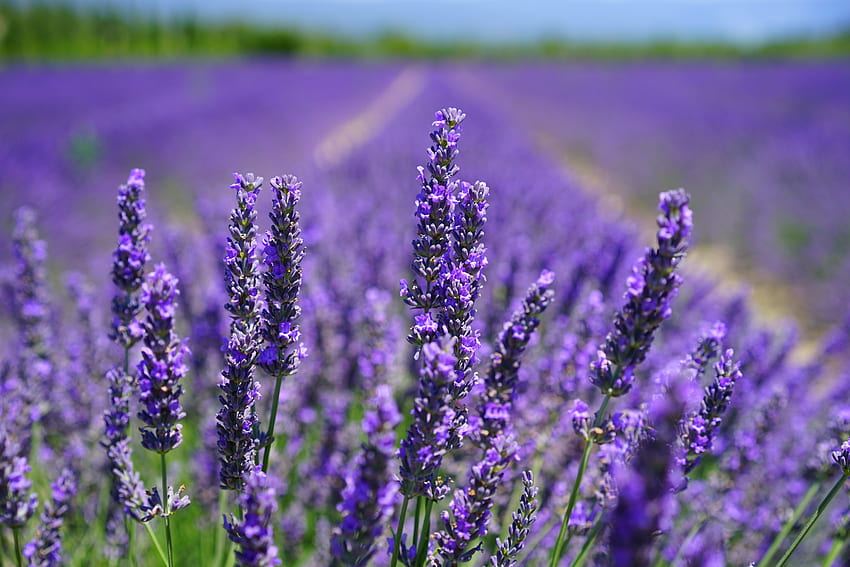Lavenders up close, lavenders, purple, pretty, fields, nature, flowers, herbs HD wallpaper