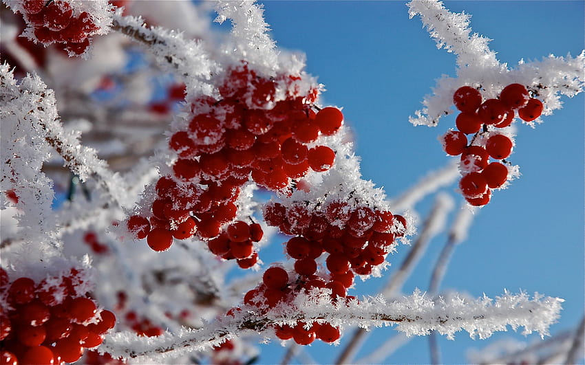 Сняг, горски плодове, макро, клони, скреж, скреж HD тапет