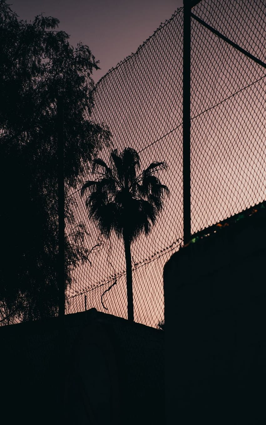 palm tree night darkness net fence in 2020. Palm trees , Beautiful nature, Nature HD phone wallpaper
