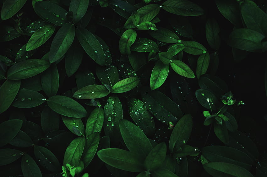 Blätter, Tropfen, Tau, Pflanze, Feuchtigkeit, dunkler Hintergrund, dunkelgrünes Blatt HD-Hintergrundbild