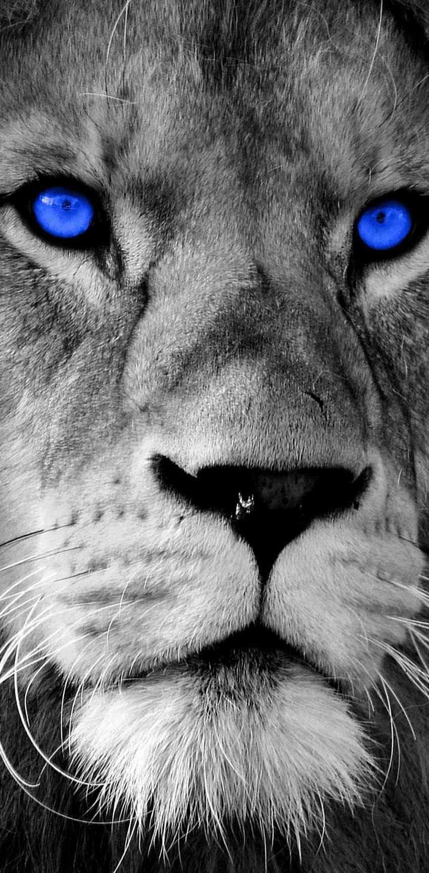 Niebieskie Oczy Lwa Tapeta na telefon HD