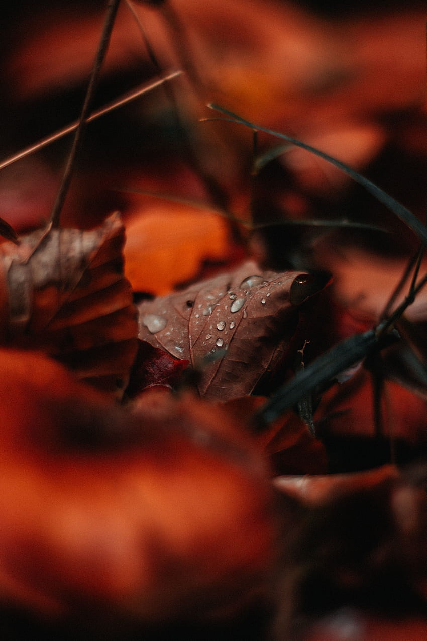 Autumn, Drops, Macro, Sheet, Leaf, Moisture HD phone wallpaper | Pxfuel