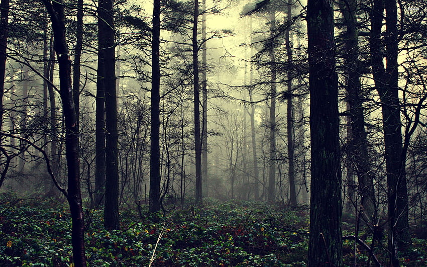 Forest OIW, Gray Forest HD wallpaper