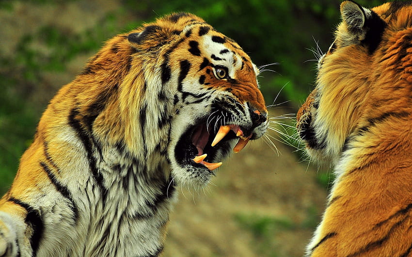Animals, Tigers, Grin, Couple, Pair, Fight, Anger, Battle HD wallpaper