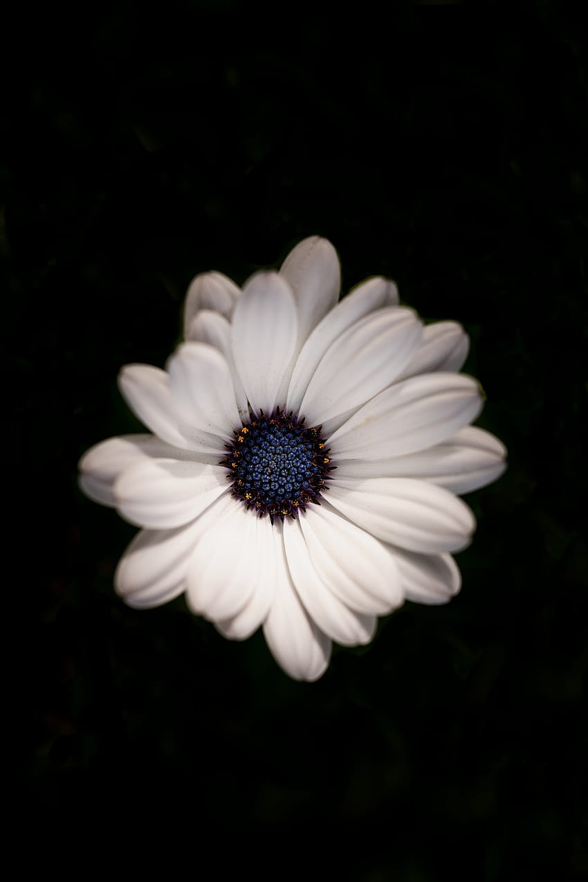 Papatya çiçeği, beyaz, portre HD telefon duvar kağıdı