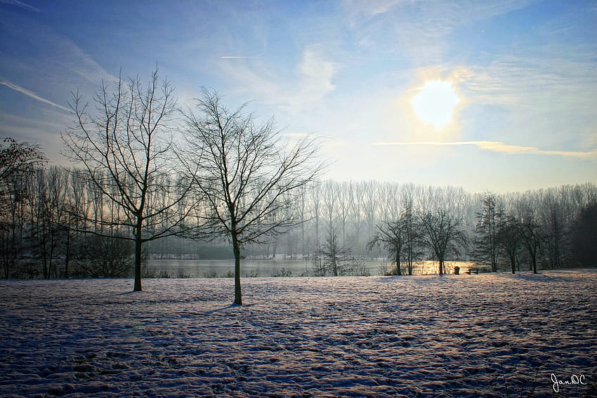 冬, 自然, 木, 空, 太陽, 庭園, 晴れ, 見える, ベルギー 高画質の壁紙