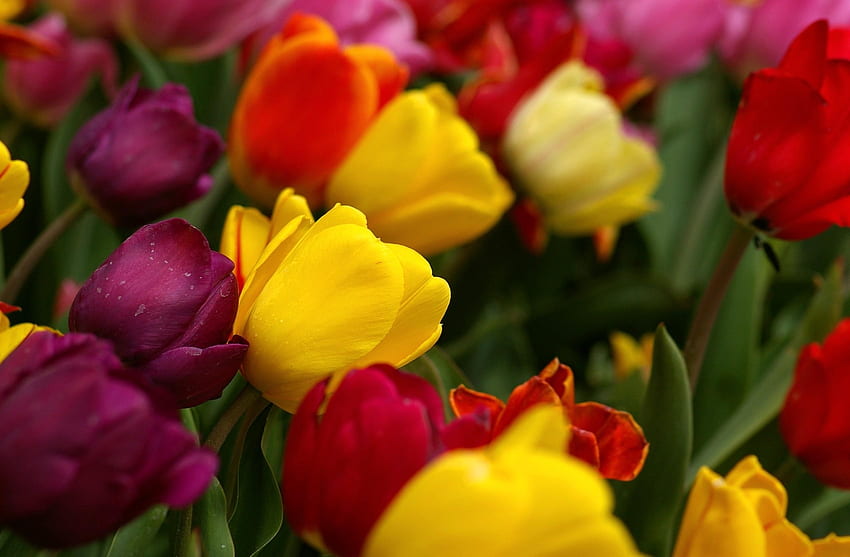Flowers, Tulips, Drops, Multicolored, Freshness, Slope, Incline HD wallpaper