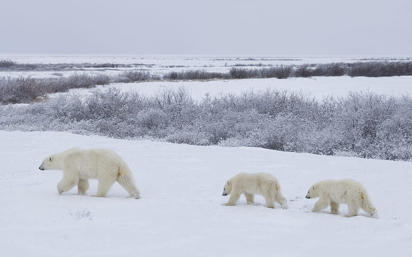 Tiere, Schnee, Bären, Spaziergang, Familie, Eisbären HD-Hintergrundbild