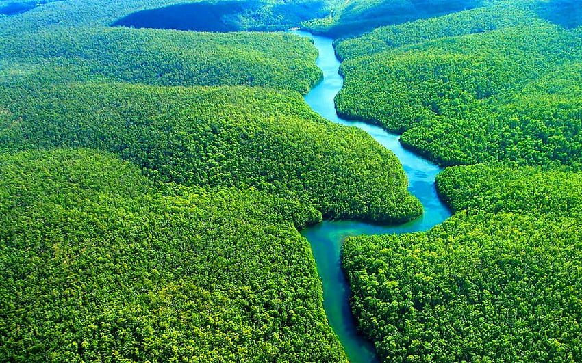 アマゾンの森ブラジル、ブラジルの熱帯雨林 高画質の壁紙