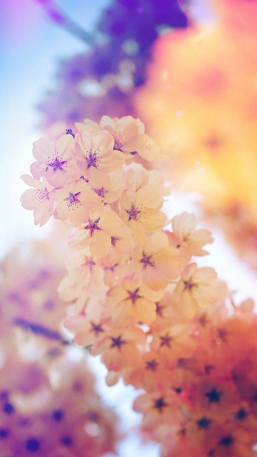 Warm Bright Spring Cherry Bloom Branch Macro HD phone wallpaper | Pxfuel
